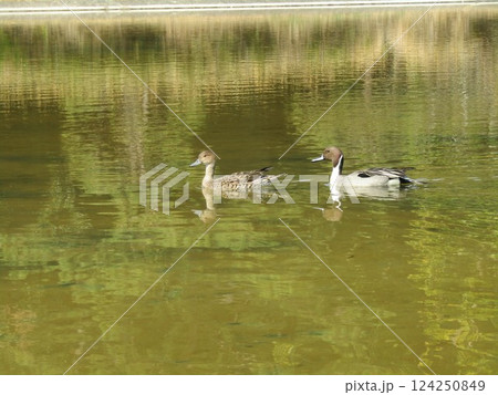 稲毛海浜公園に来た冬の渡り鳥オナガガモ 124250849