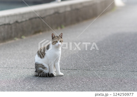 道端で座っている猫 124250977