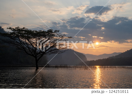 A stunning view of a giant rain tree standing gracefully in the calm waters of Mae Ngat Dam, Phrao District, Chiang Mai A stunning view of a giant rain tree standing gracefully in the calm waters of Mae Ngat Dam, Phrao District, Chiang Mai 124251011