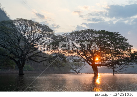 A stunning view of a giant rain tree standing gracefully in the calm waters of Mae Ngat Dam, Phrao District, Chiang Mai 124251016