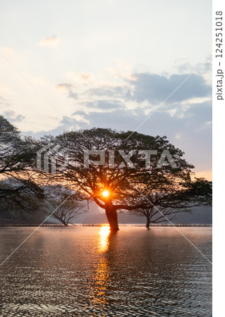A stunning view of a giant rain tree standing gracefully in the calm waters of Mae Ngat Dam, Phrao District, Chiang Mai 124251018