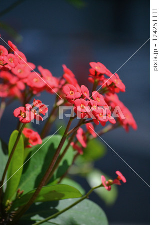 ハナキリンの植え込み ハナキリンの植え込み 124251111