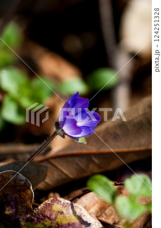 雪割草 紫 雪割草 紫 124251328