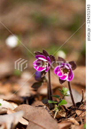 雪割草　ピンク　赤紫 124251343