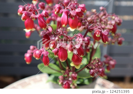 カランコエウェンディの赤い小花 124251395