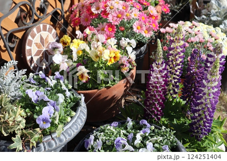 春の花の寄せ植え＆寄せ鉢 124251404