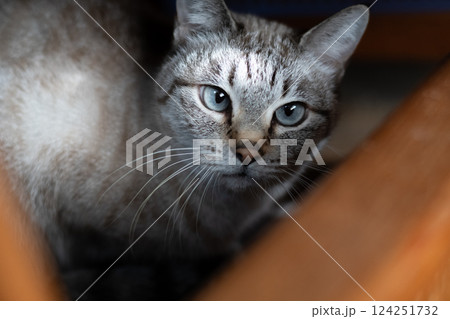 椅子の下からこちらを見つめる猫　シャムトラ猫 124251732