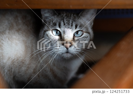 椅子の下からこちらを見つめる猫　シャムトラ猫 124251733