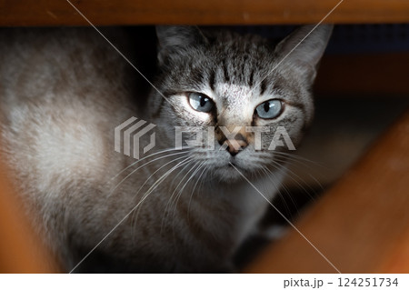 椅子の下からこちらを見つめる猫　シャムトラ猫 124251734