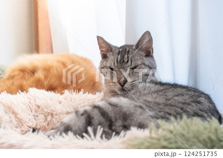 窓辺でくつろぐ猫　サバトラ猫 124251735