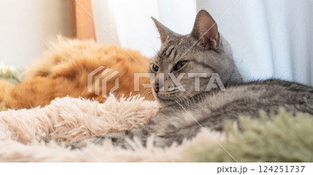 窓辺でくつろぐ猫 サバトラ猫 窓辺でくつろぐ猫 サバトラ猫 124251737