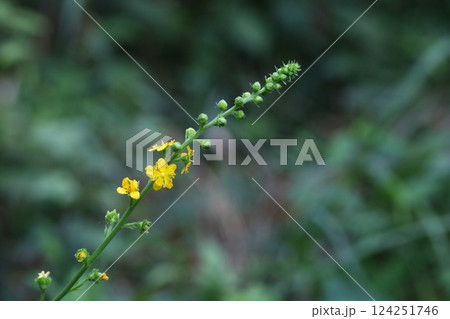 野山に生えるキンミズヒキの花の写真 124251746