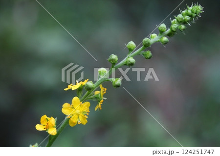 野山に生えるキンミズヒキの花の写真(アップ) 野山に生えるキンミズヒキの花の写真(アップ) 124251747