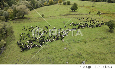 Image of a flock of sheep grazing on green meadows in the company of shepherds and shepherd dogs. 124251803