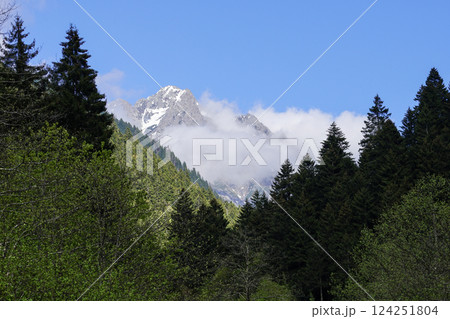 Image of pine, cedar, hornbeam forests and cloudy blue sky in spring. 124251804