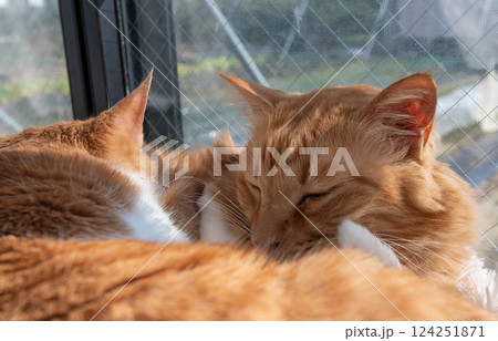 窓辺でくつろぐ二匹の猫 124251871