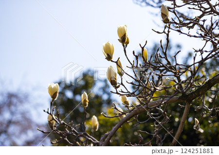 東京都瑞穂町みずほエコパーク モクレン 東京都瑞穂町みずほエコパーク モクレン 124251881