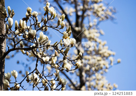 東京都瑞穂町みずほエコパーク　モクレン 124251883