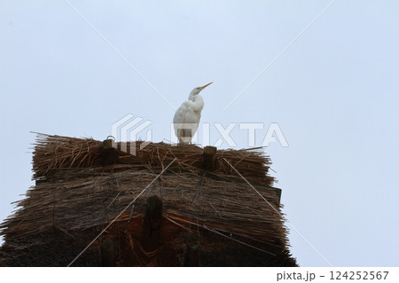 白川郷の合掌造りの家の屋根から回りを見回す白鷺の姿 白川郷の合掌造りの家の屋根から回りを見回す白鷺の姿 124252567