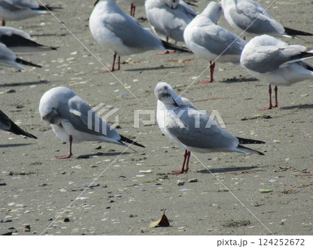 検見川浜に来た冬の渡り鳥ユリカモメ 124252672