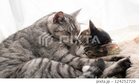 窓辺で眠る二匹の猫 窓辺で眠る二匹の猫 124252720