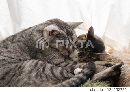窓辺で眠る二匹の猫 124252722