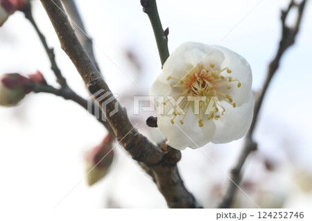 白い梅の花 124252746