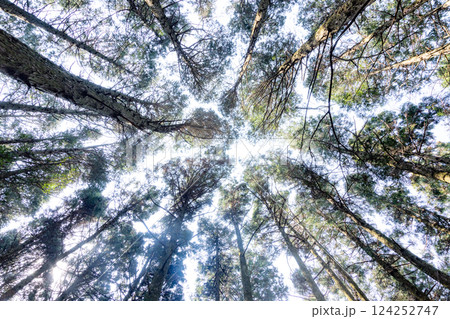 見上げた森 124252747