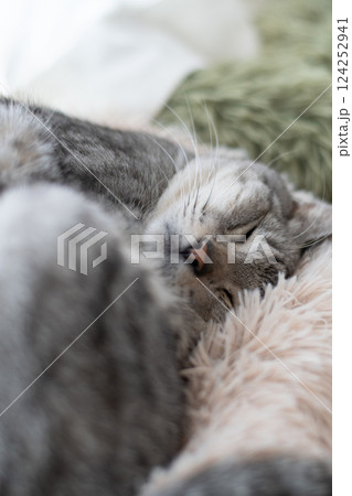 窓辺で眠る猫　サバトラ猫 124252941