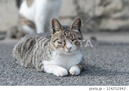 道端でくつろぐ猫 124252942