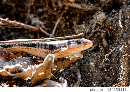 トカゲ 124253111