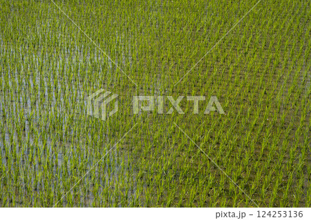 水田 124253136