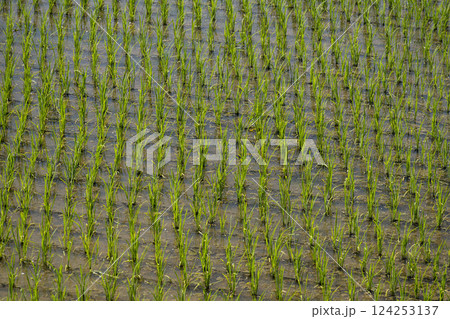 水田 124253137
