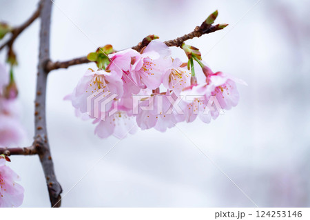 開花したばかりの桜 124253146