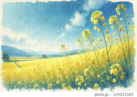 菜の花畑 124253165