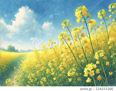 菜の花畑 124253166