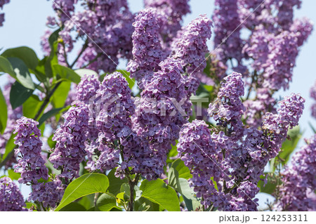 綺麗に咲くライラック 124253311