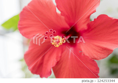 赤いハイビスカスの花 124253344