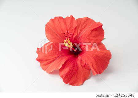 赤いハイビスカスの花 124253349