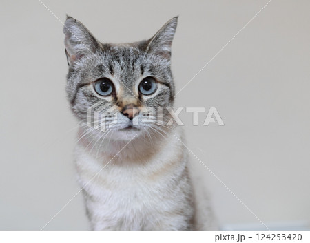 見つめる猫 シャムトラ猫 見つめる猫 シャムトラ猫 124253420