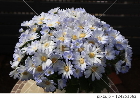 春の陽ざしを浴びたサイネリアの花 124253662