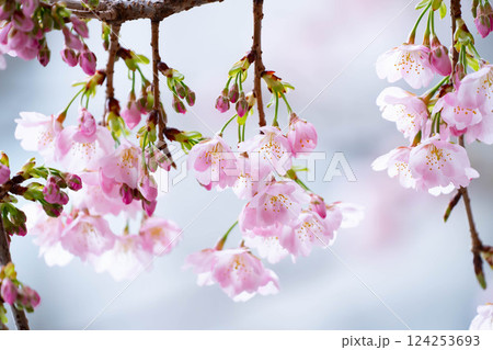 開花したばかりの桜 124253693