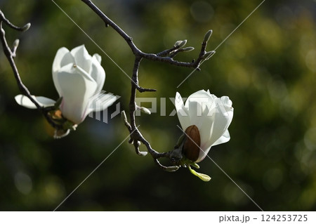 しっとりと美しい花姿 124253725