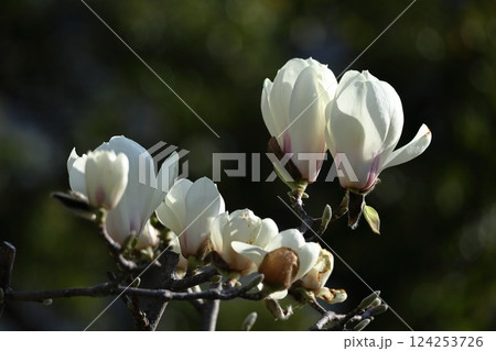 しっとりと美しい花姿 124253726