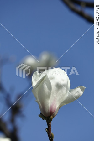 しっとりと美しい花姿 124253728