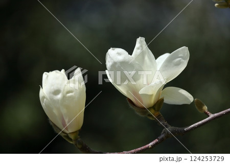 しっとりと美しい花姿 124253729