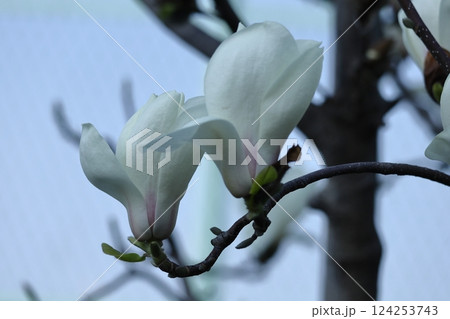 しっとりと美しい花姿 124253743