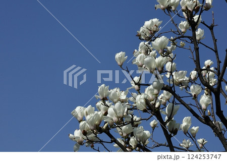 しっとりと美しい花姿 124253747