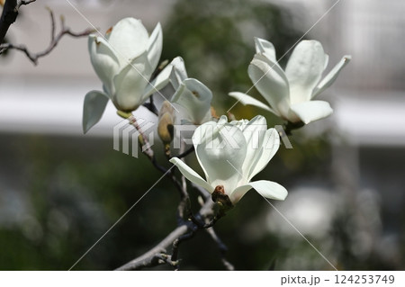 しっとりと美しい花姿 124253749