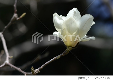 しっとりと美しい花姿 しっとりと美しい花姿 124253750